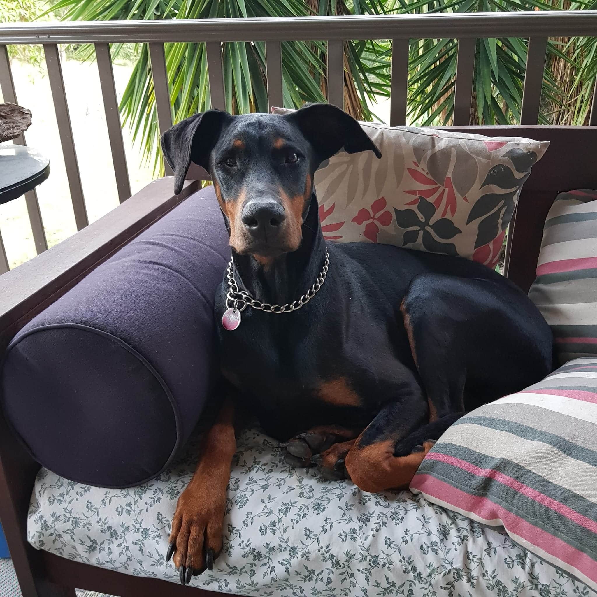 A beautiful Doberman sitting on an outdoor daybed surrounded by cushions
